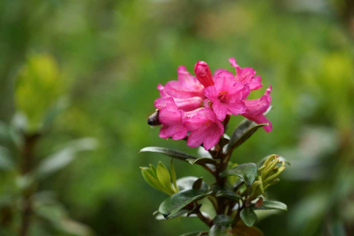 Rhododendron hirsutum delle Dolomiti