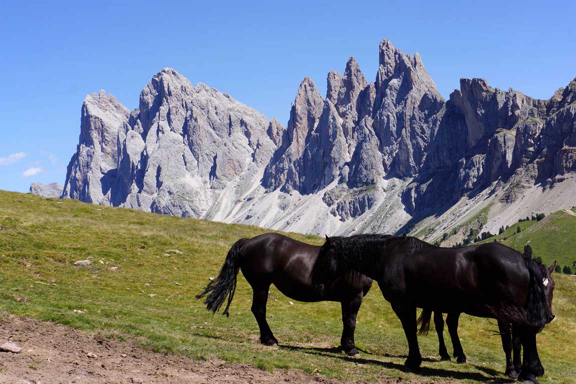 Dolomiten Unesco - Pferde auf der Broglesalm, im Hintergrund die Geisslerspitzen
