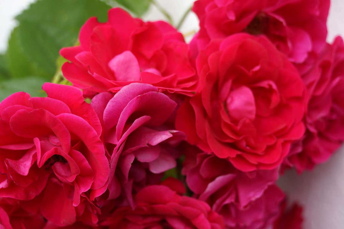 Rode rozen in de tuin