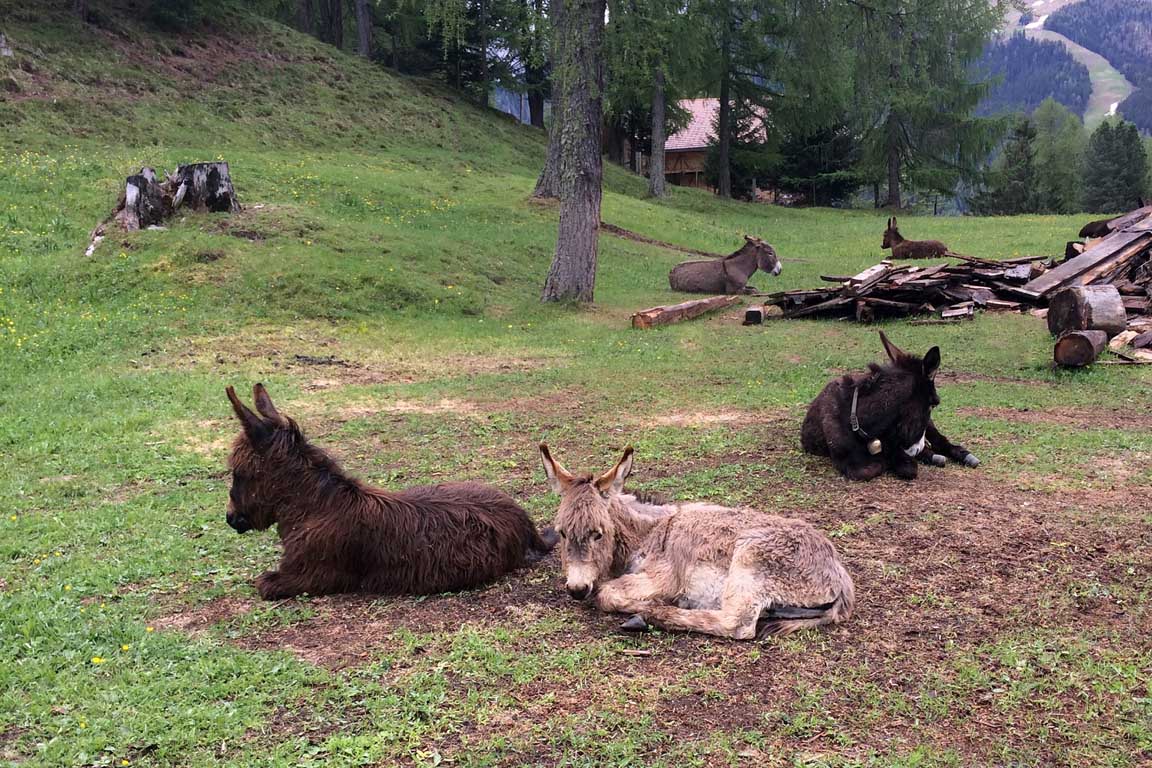 A donkey group near S. Cristina