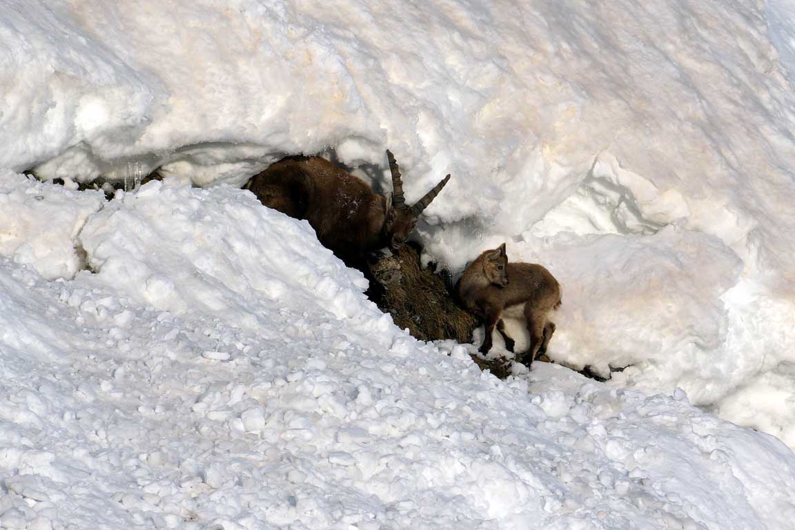 Alpine ibex underneath the south face of the Marmolada